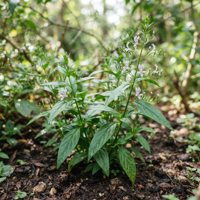 Andrographis